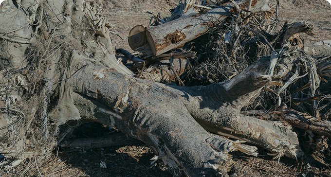 株式会社早稲田技研 抜根