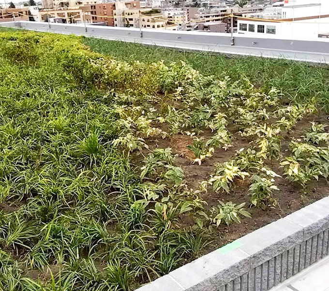 株式会社早稲田技研の事業実績 植栽工事